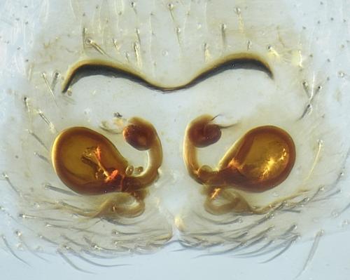 Réf. 317 434 : Micaria coarctata